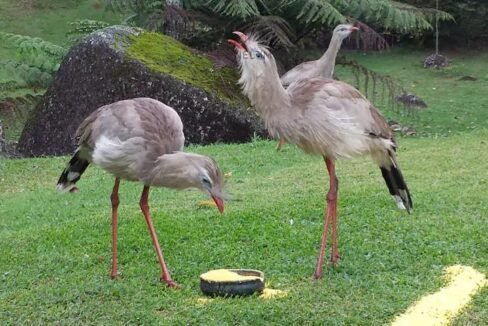 WhatsApp Image 2025-07-16 at 08.57.11