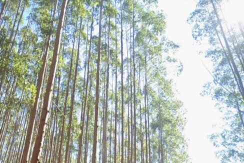 WhatsApp Image 2025-07-17 at 15.29.34 (4)