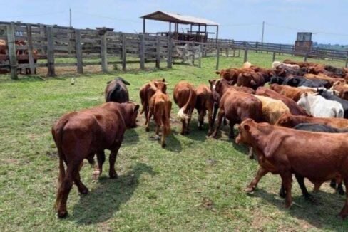 WhatsApp Image 2025-08-01 at 15.00.17