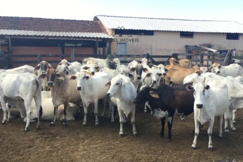 WhatsApp Image 2025-08-13 at 19.56.07